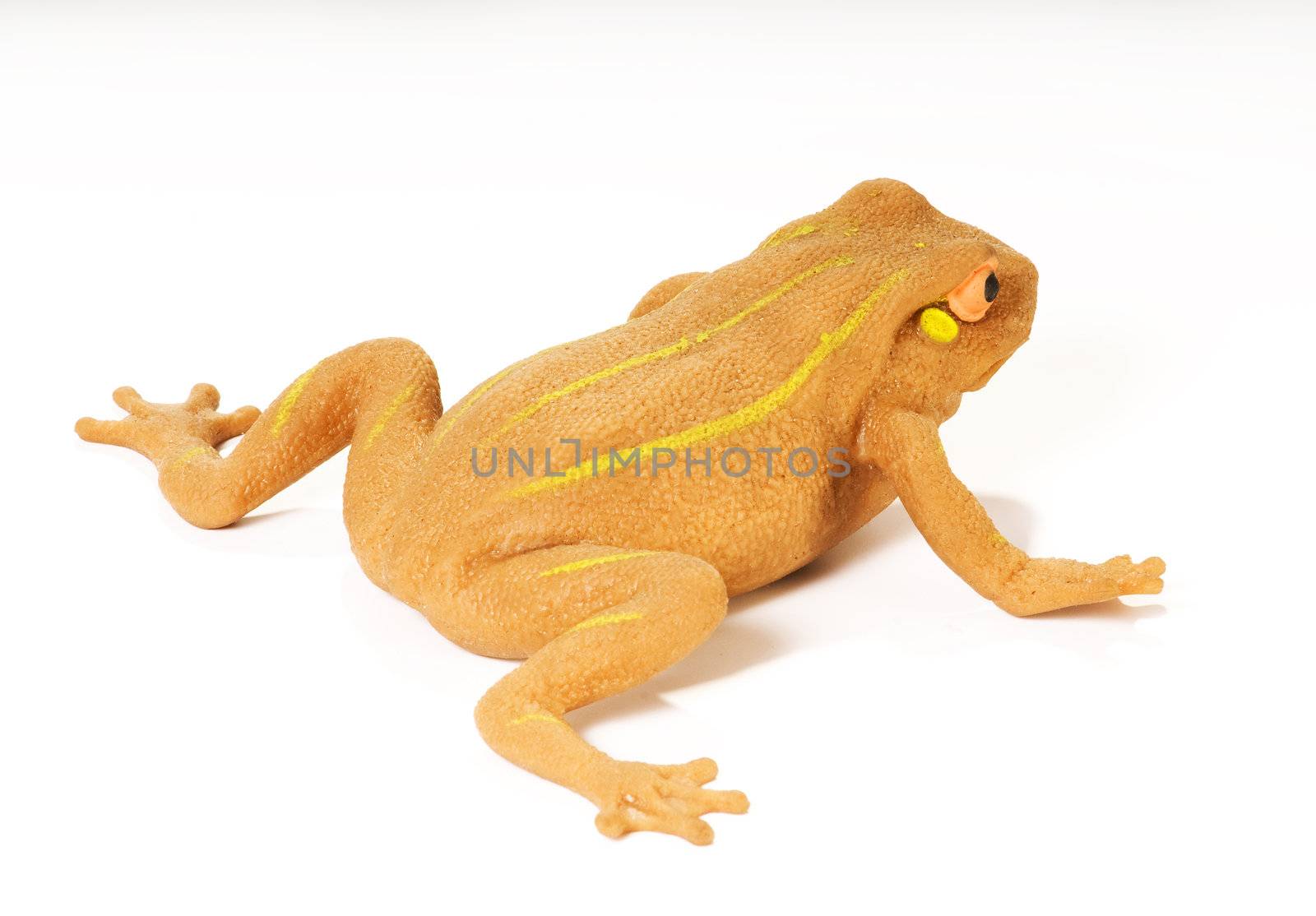 isolated yellow frog with striped on white background