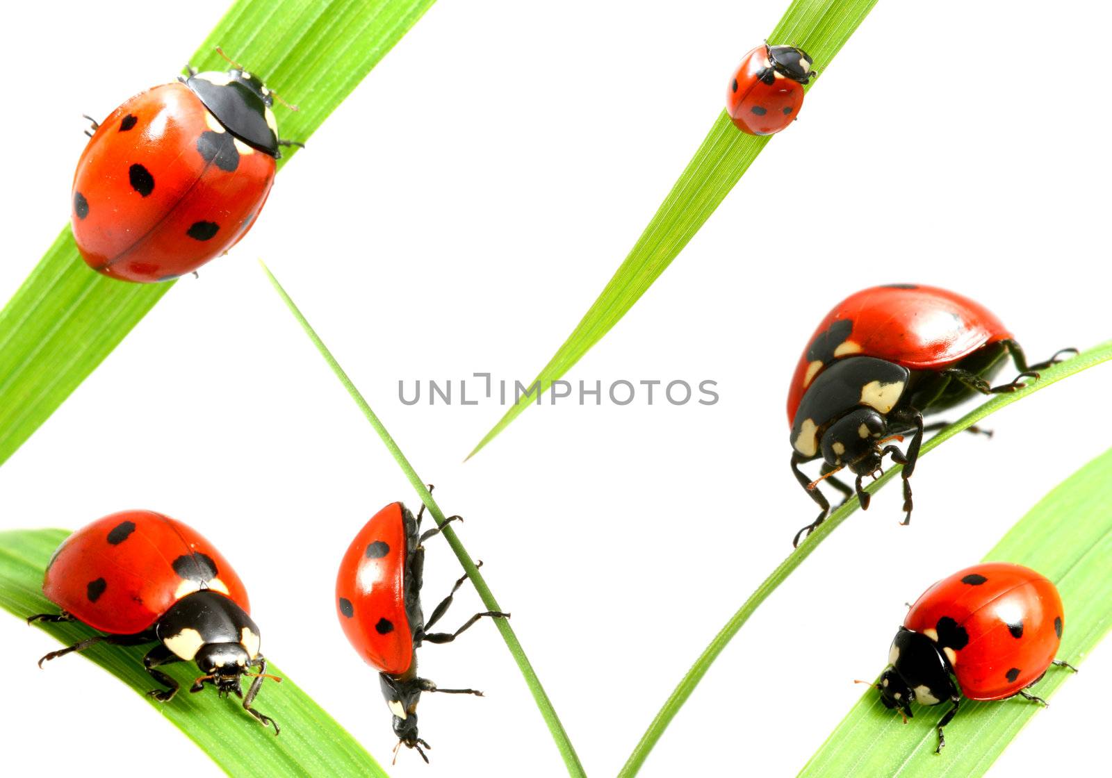 ladybug big family collect isolated on white