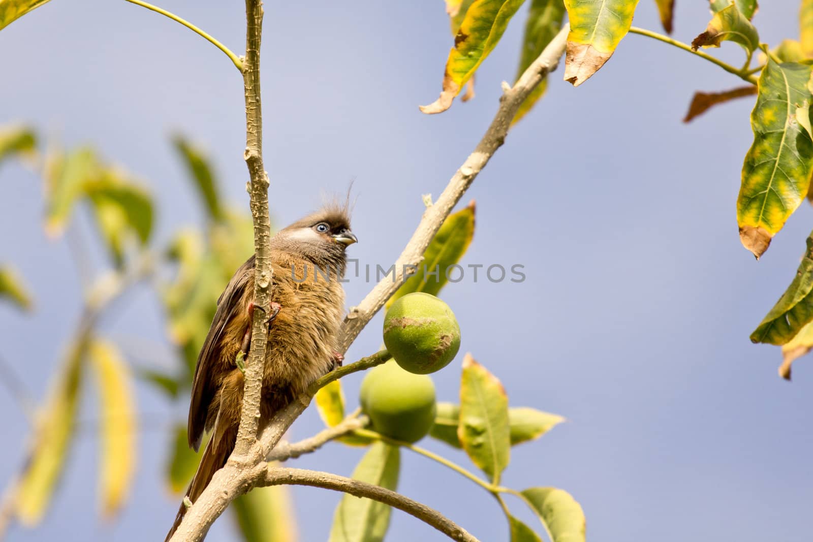 A beautiful long tailed Speckled Mousebird sitting on a thin twig