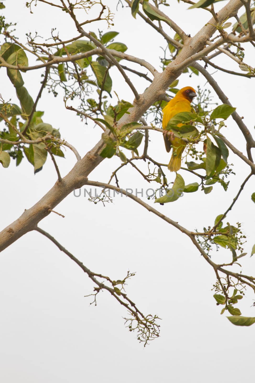 Beautilful yellow bird on a tree by derejeb