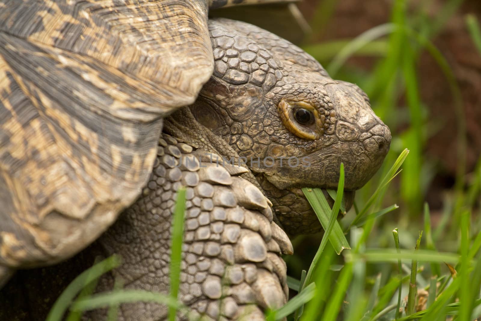 A turtle chewing on grass it just ate