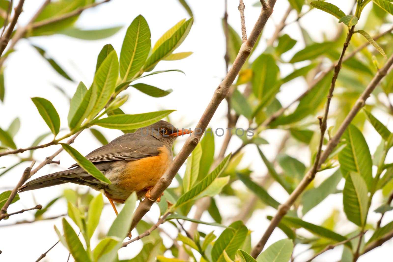 Smal orange beak bird by derejeb