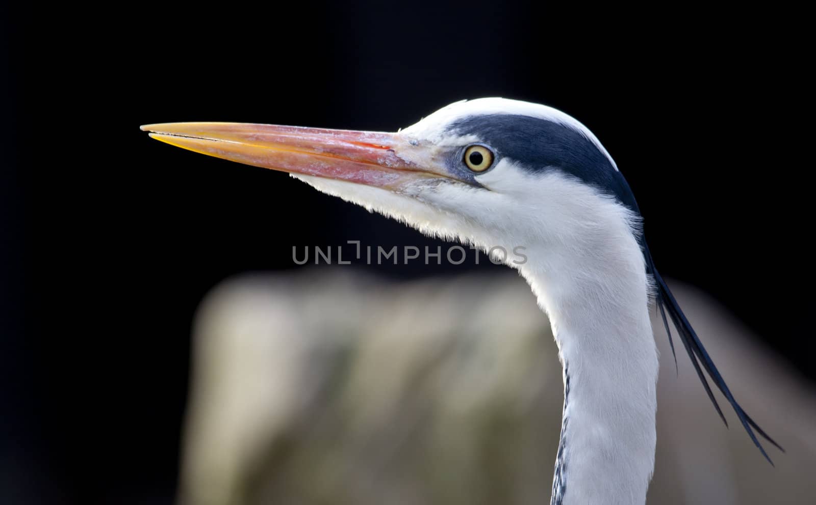 Detailed portrait of a blue heron