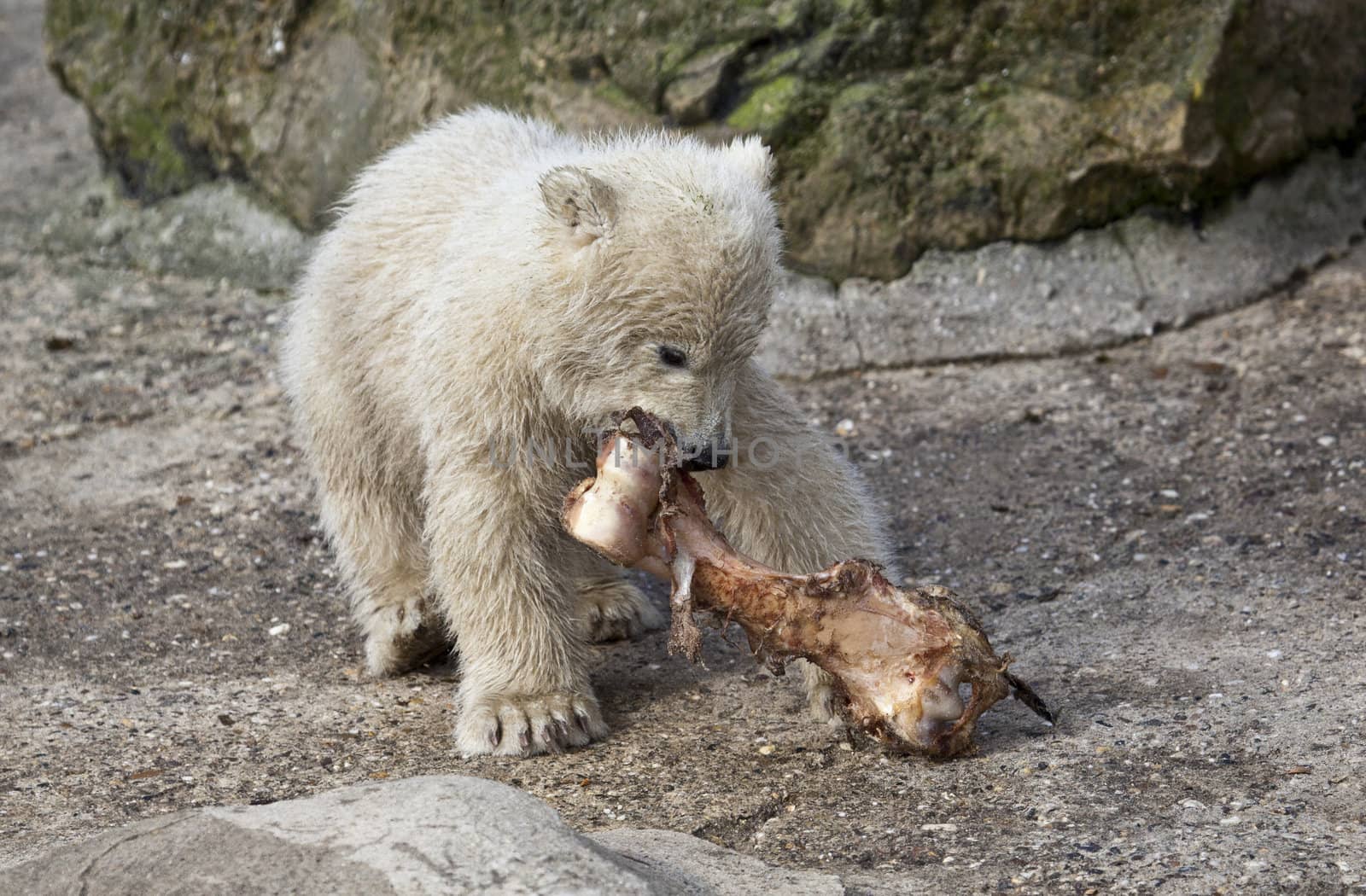 Little polar bear with a bone