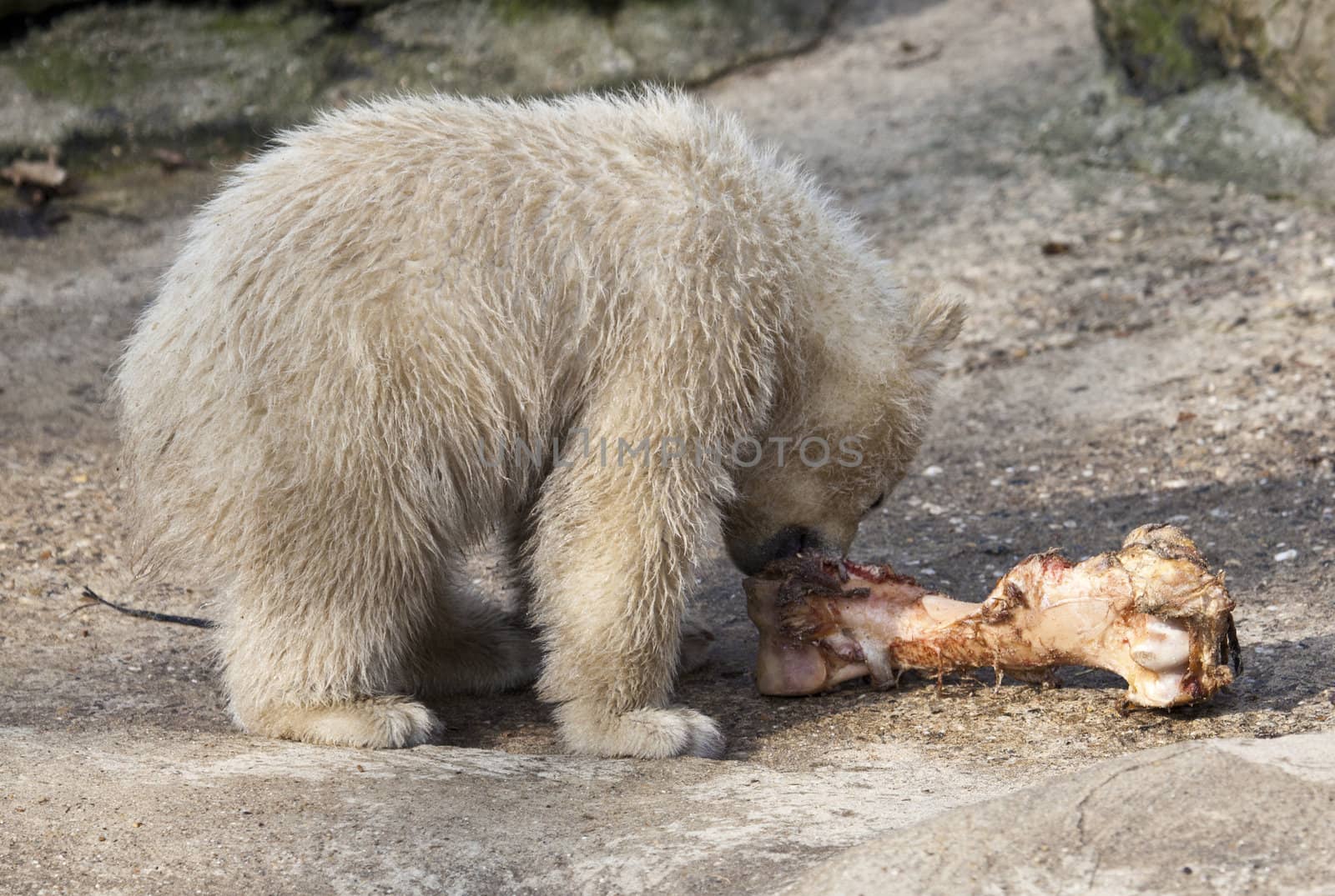 Little polar bear with a bone
