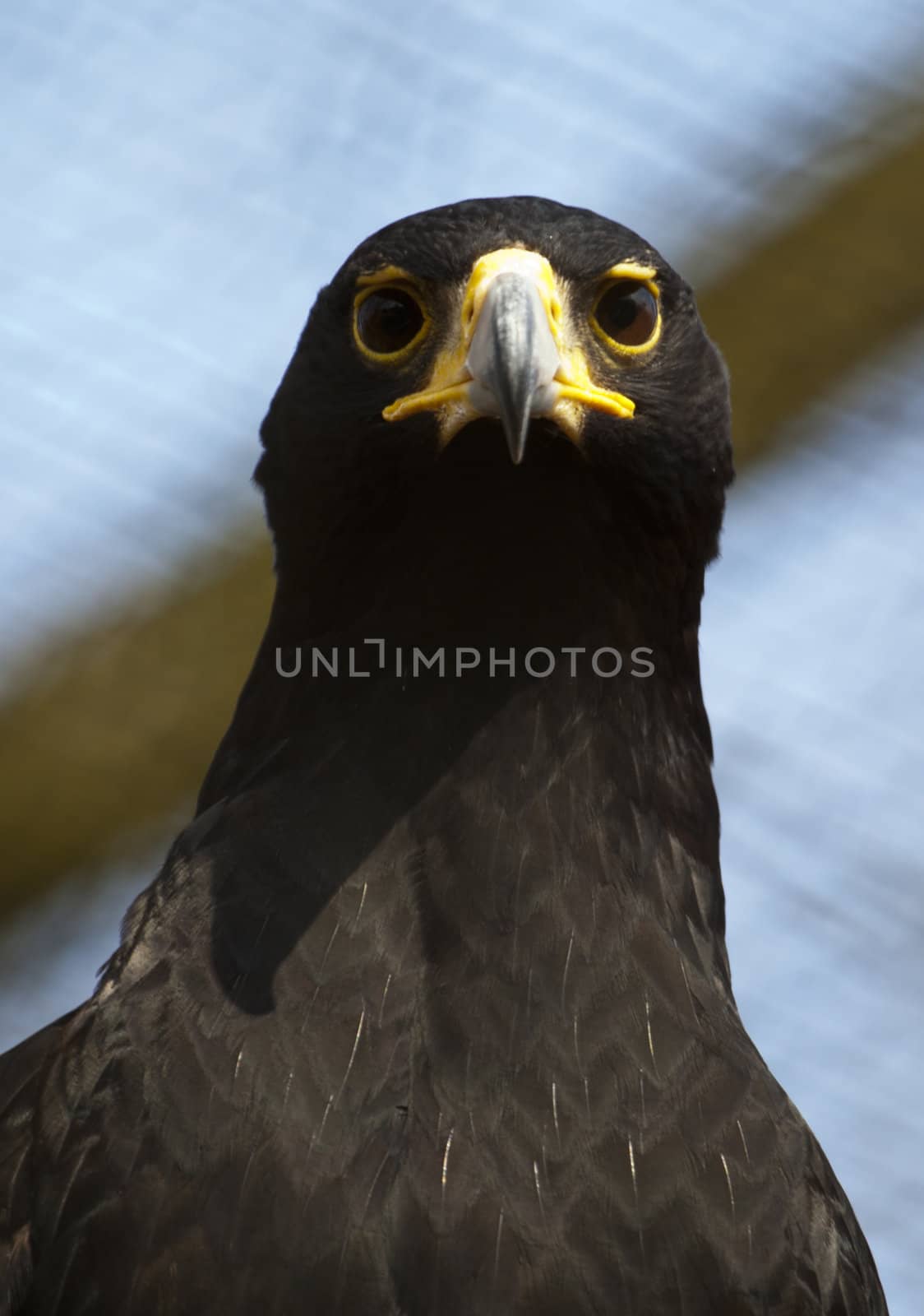 a black eagle