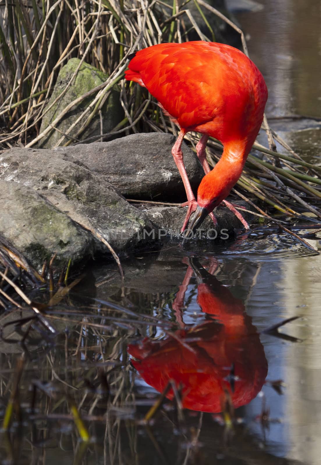 Scarlet red ibis