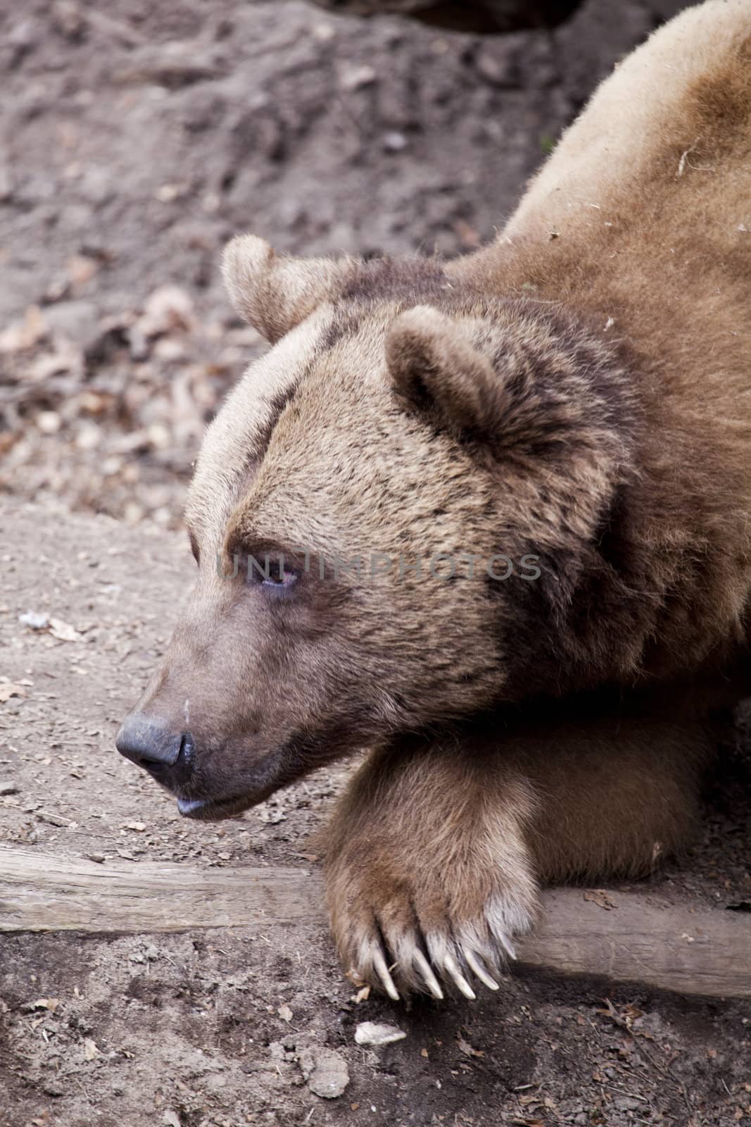 Brown bear close up
