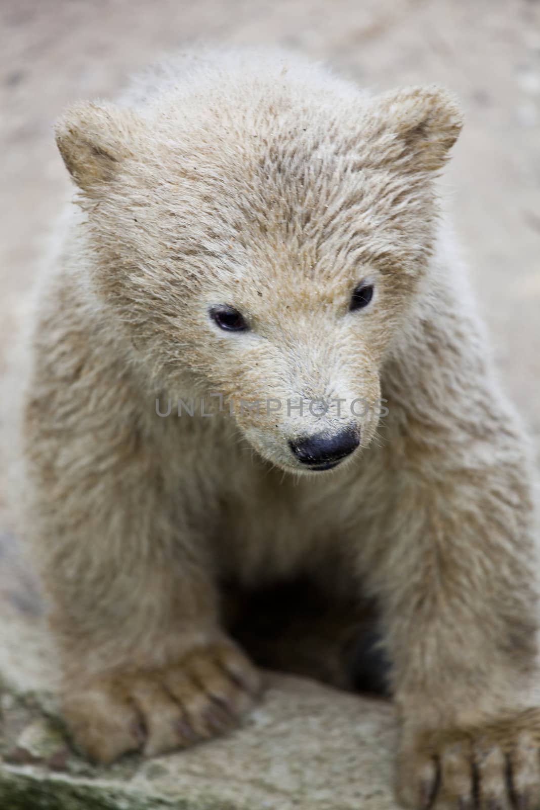 cute polar bear