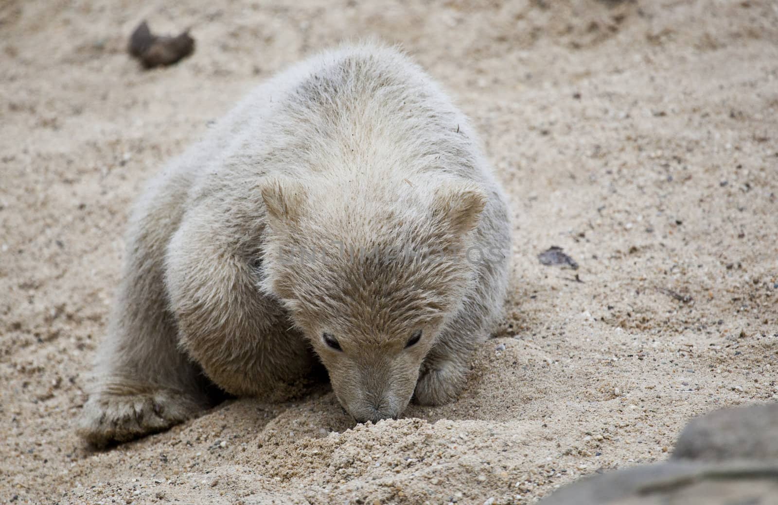 cute polar bear