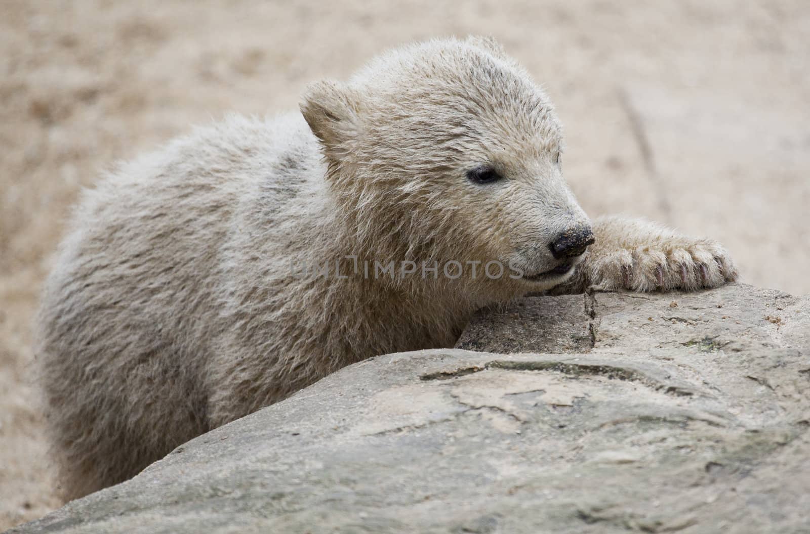 cute polar bear