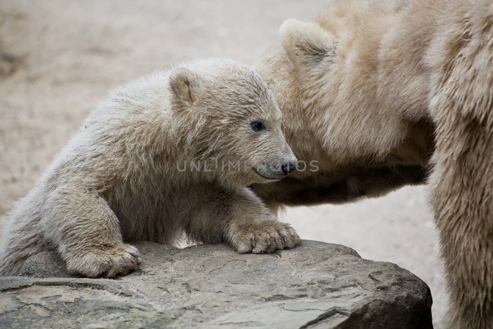 cute polar bear with mother