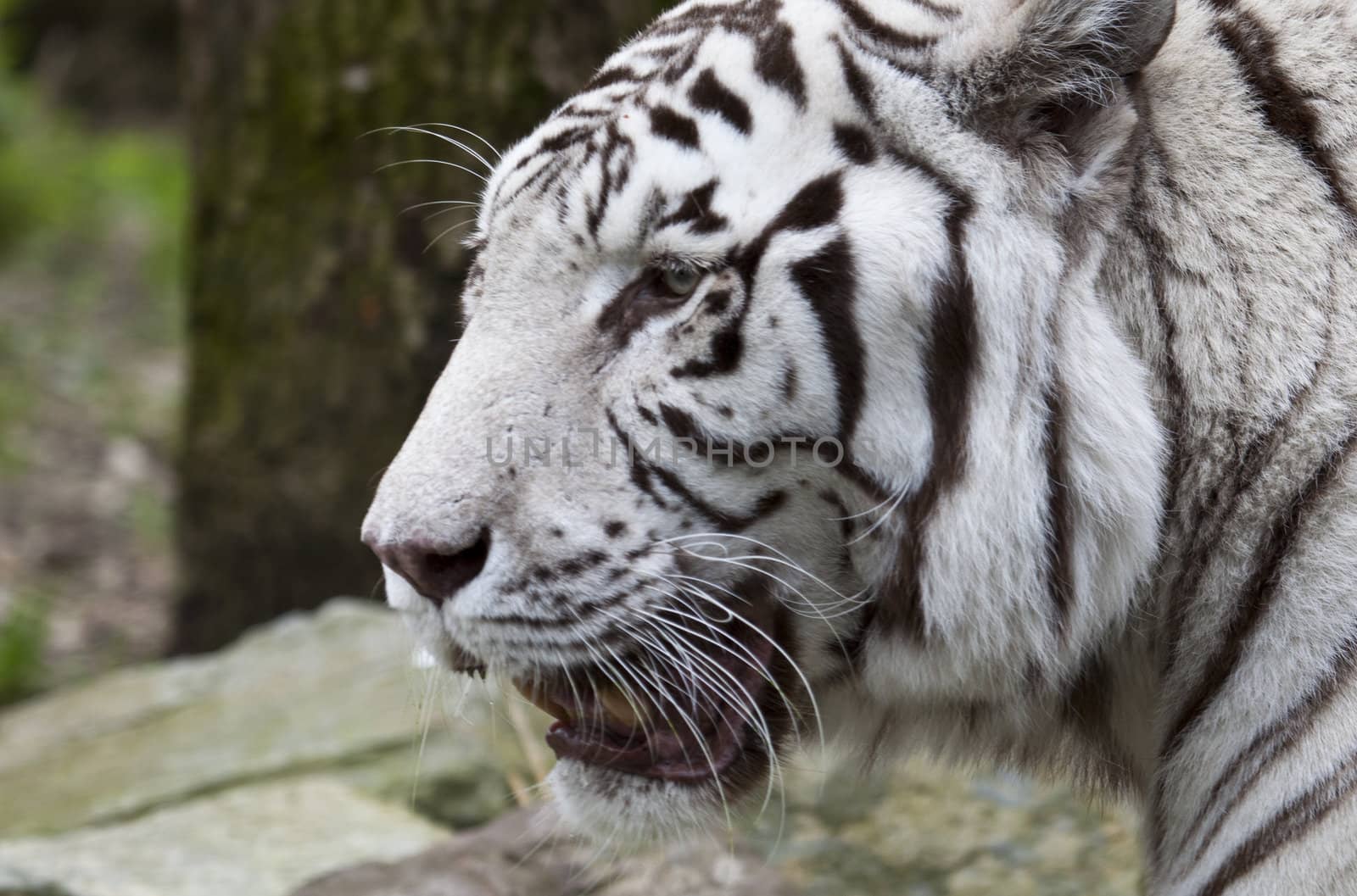 white Tiger close up
