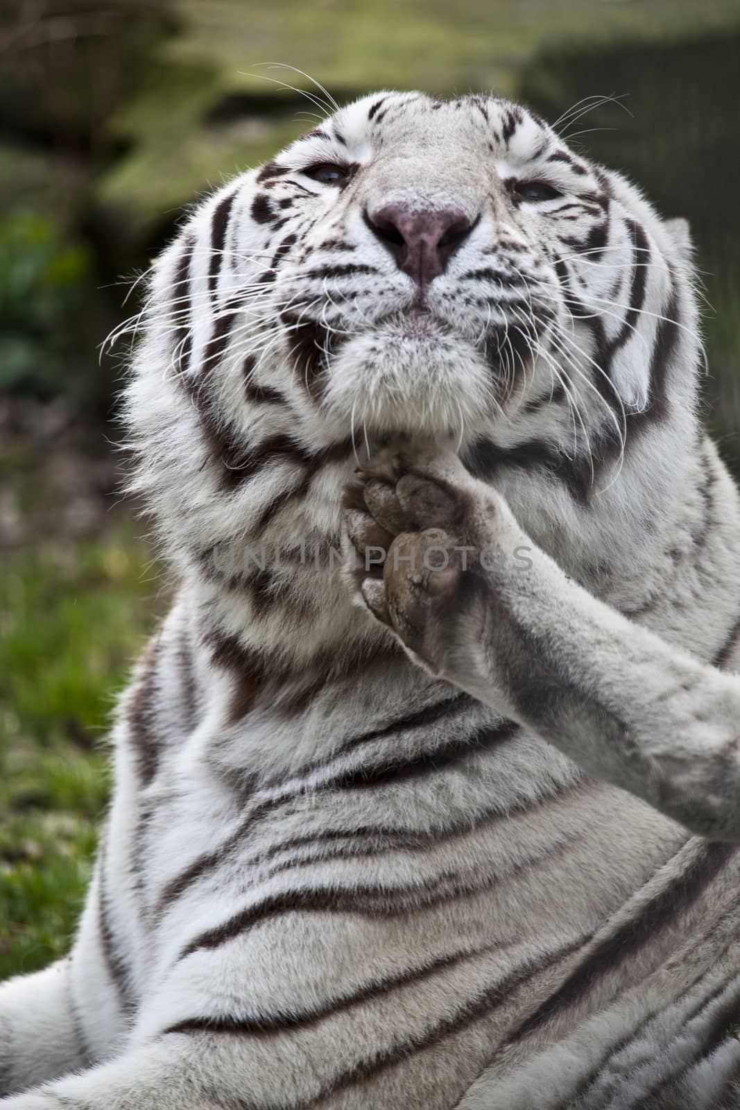 white Tiger scratching