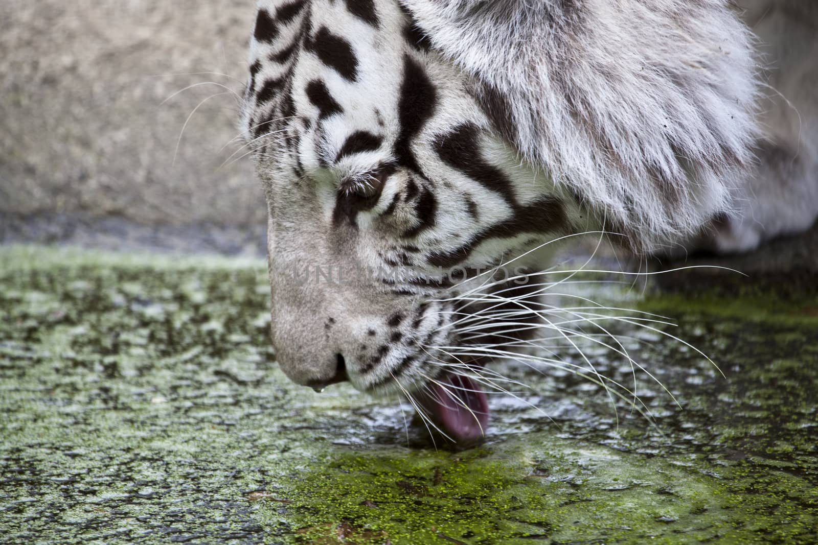 white Tiger drinking