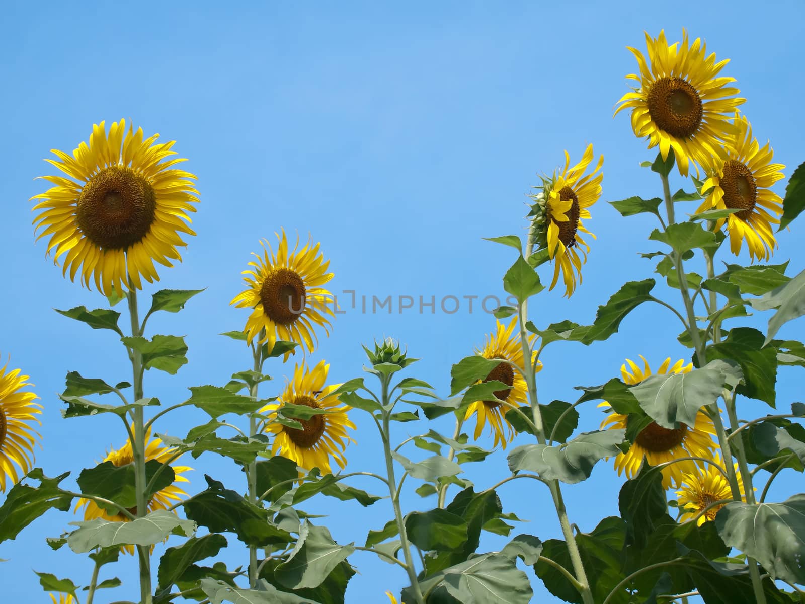 Sunflowers against blue sky in look up view from the ground