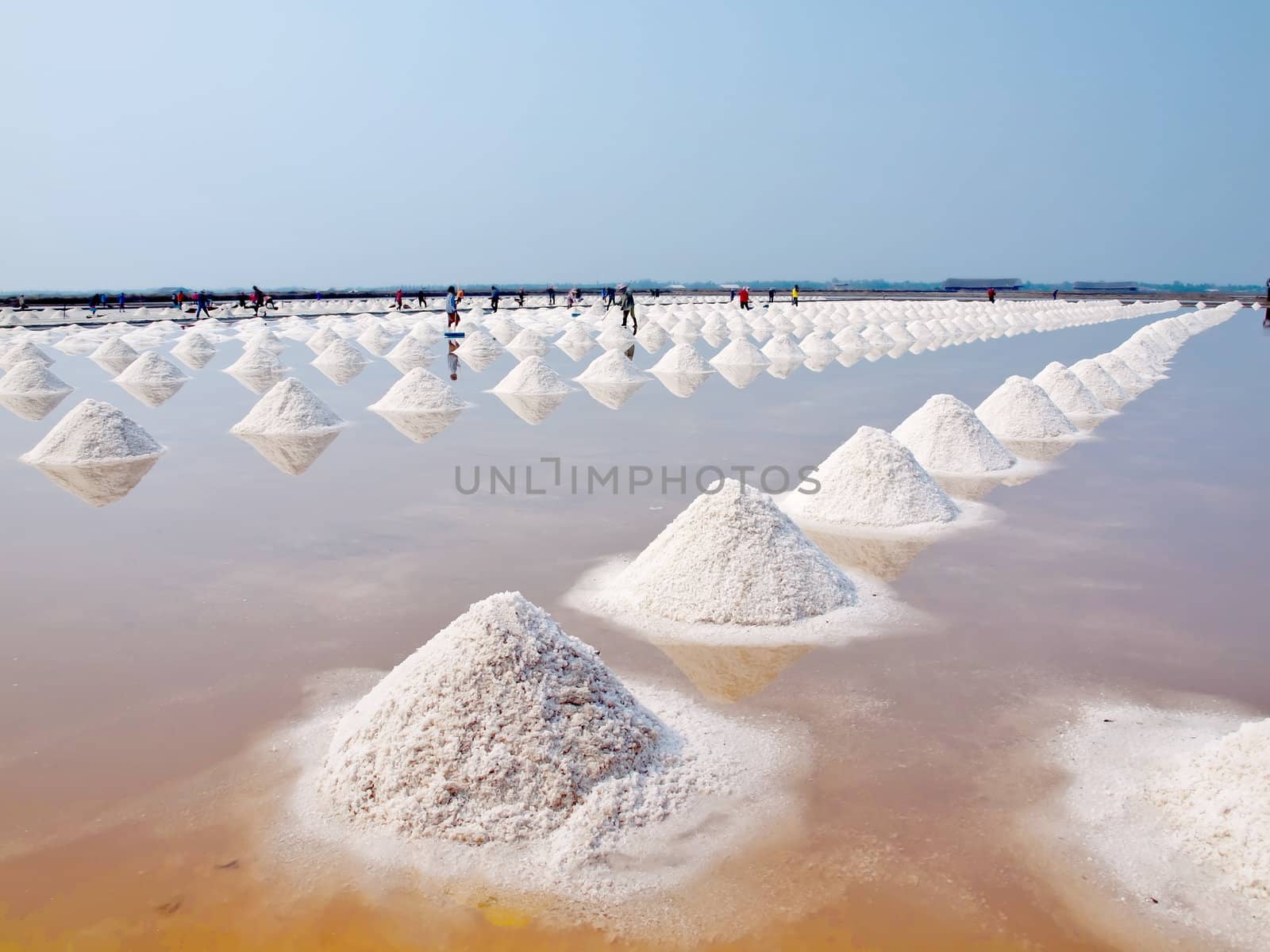 Heap of sea salt in a field prepared for harvest 
