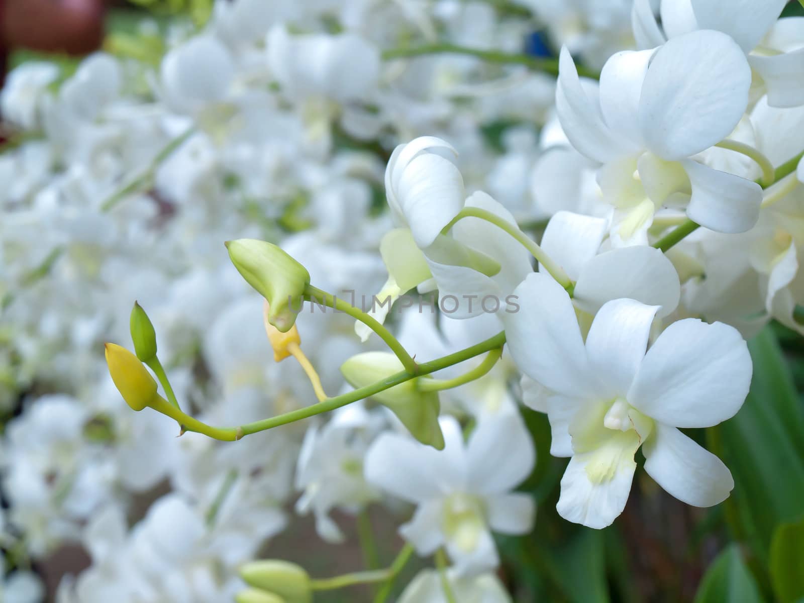 Flowers of Dendrobium orchid in tropical garden, floral background