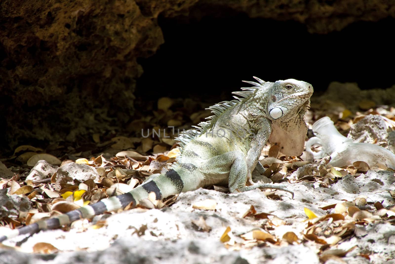 Attentive iguana