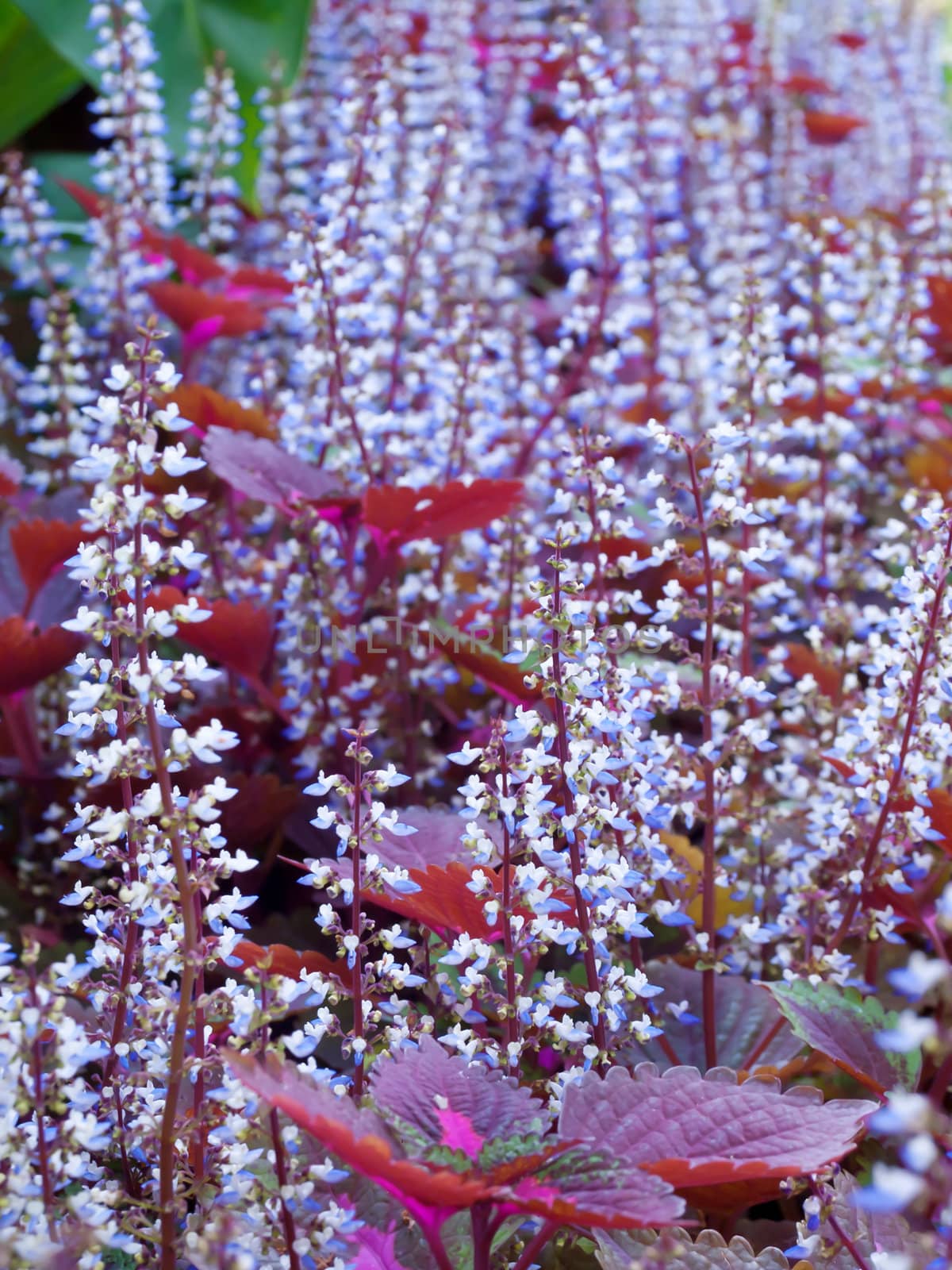 Colorful field of coleus flowers with shallow DoF(depth of field), Solenostemon scutellarioides common name Coleus, Flame Nettle, Painted Nettle