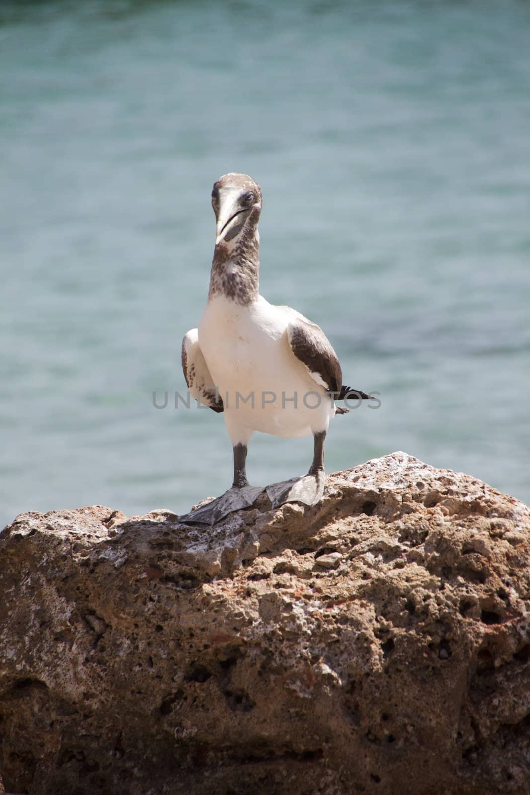 Caribbean Bird on a rock