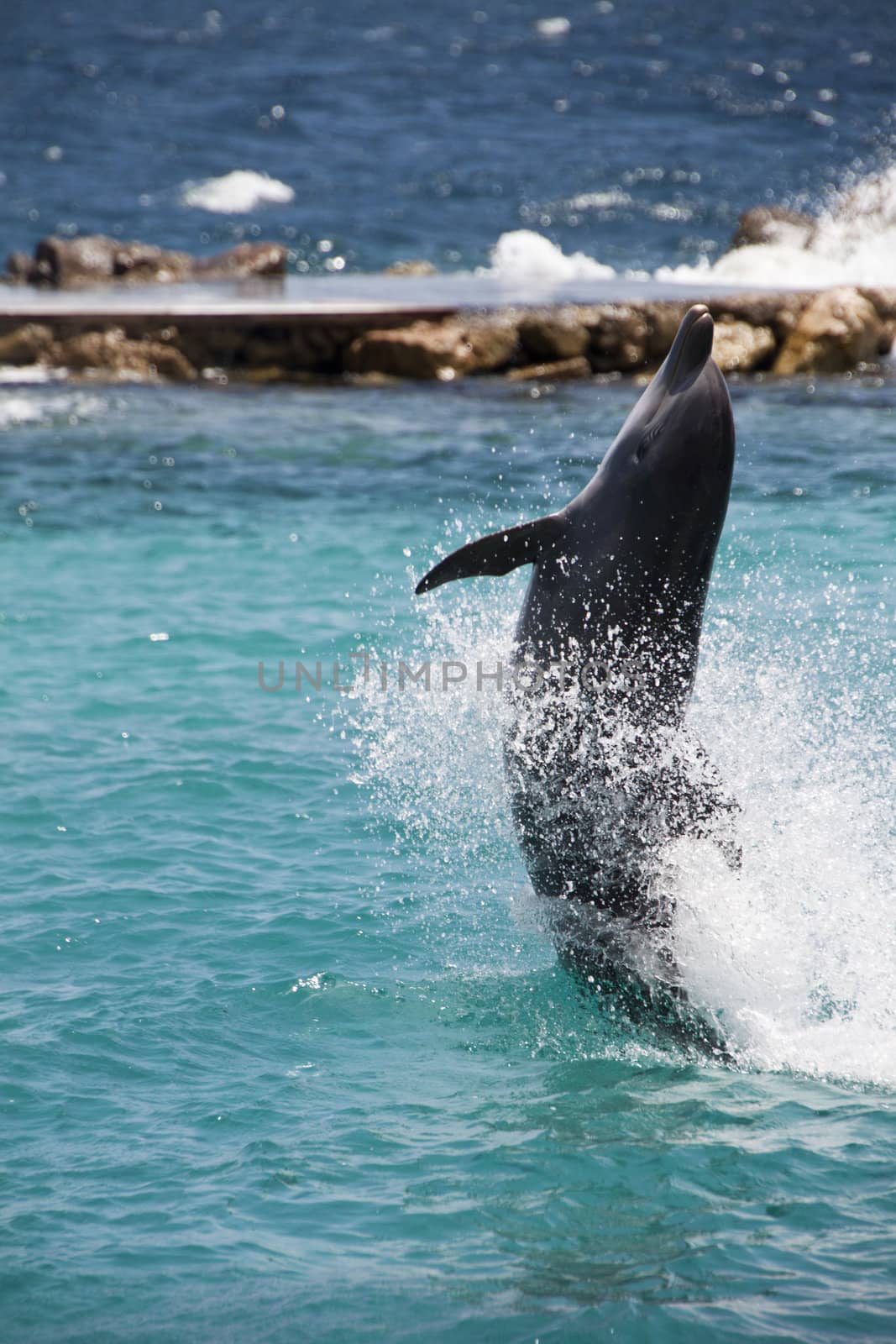 Dolphin showing off in the Caribbean water