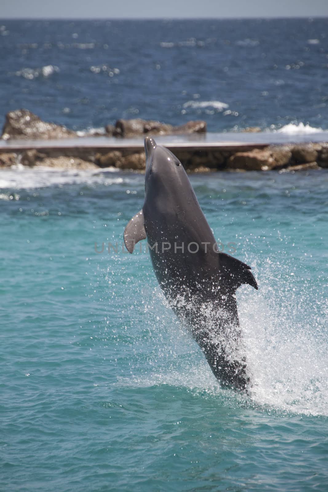 Dolphin showing off in the Caribbean water by tjwvandongen