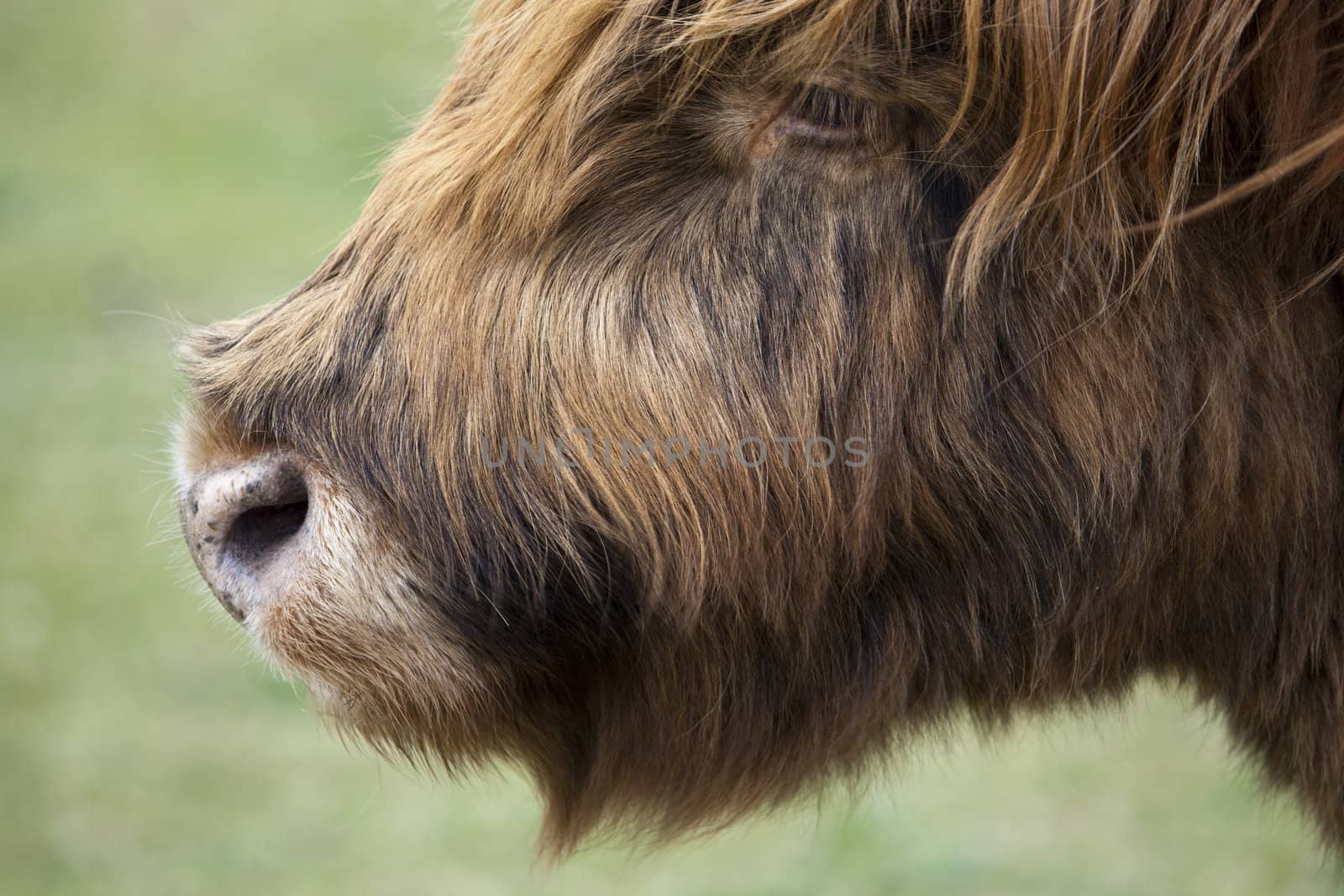 Scottish Highland close up by tjwvandongen