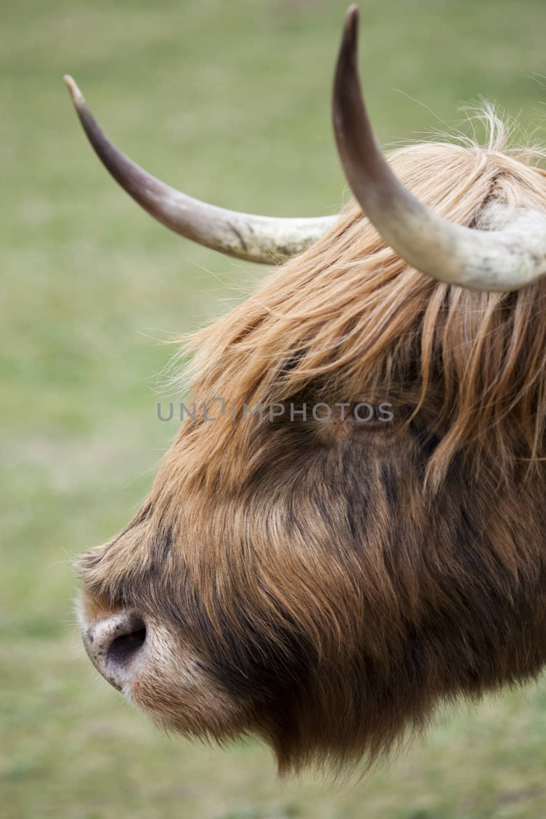 Scottish Highland close up by tjwvandongen