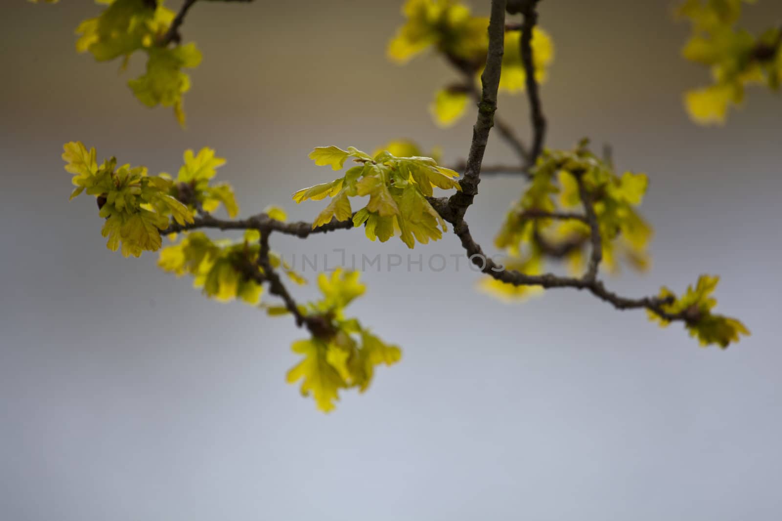 fresh leaves of oak in spring by tjwvandongen