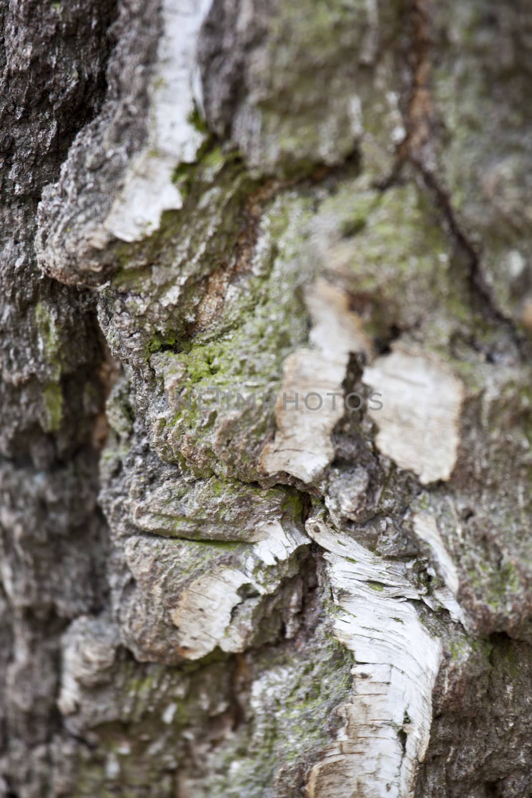 Old birch tree background texture