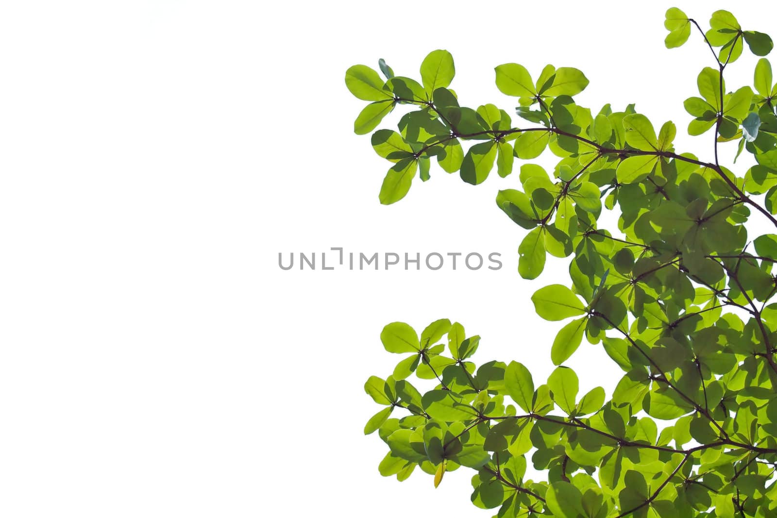 Beautiful green leafs isolate on white background