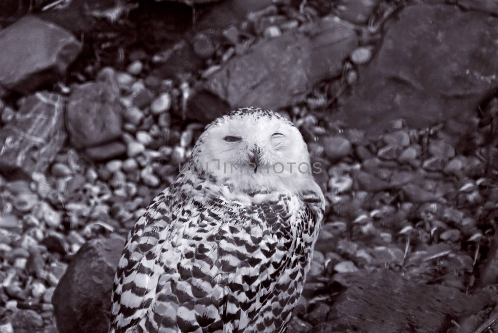 Snowy owl, large owl of the typical owl family Strigidae, sitting among stones.