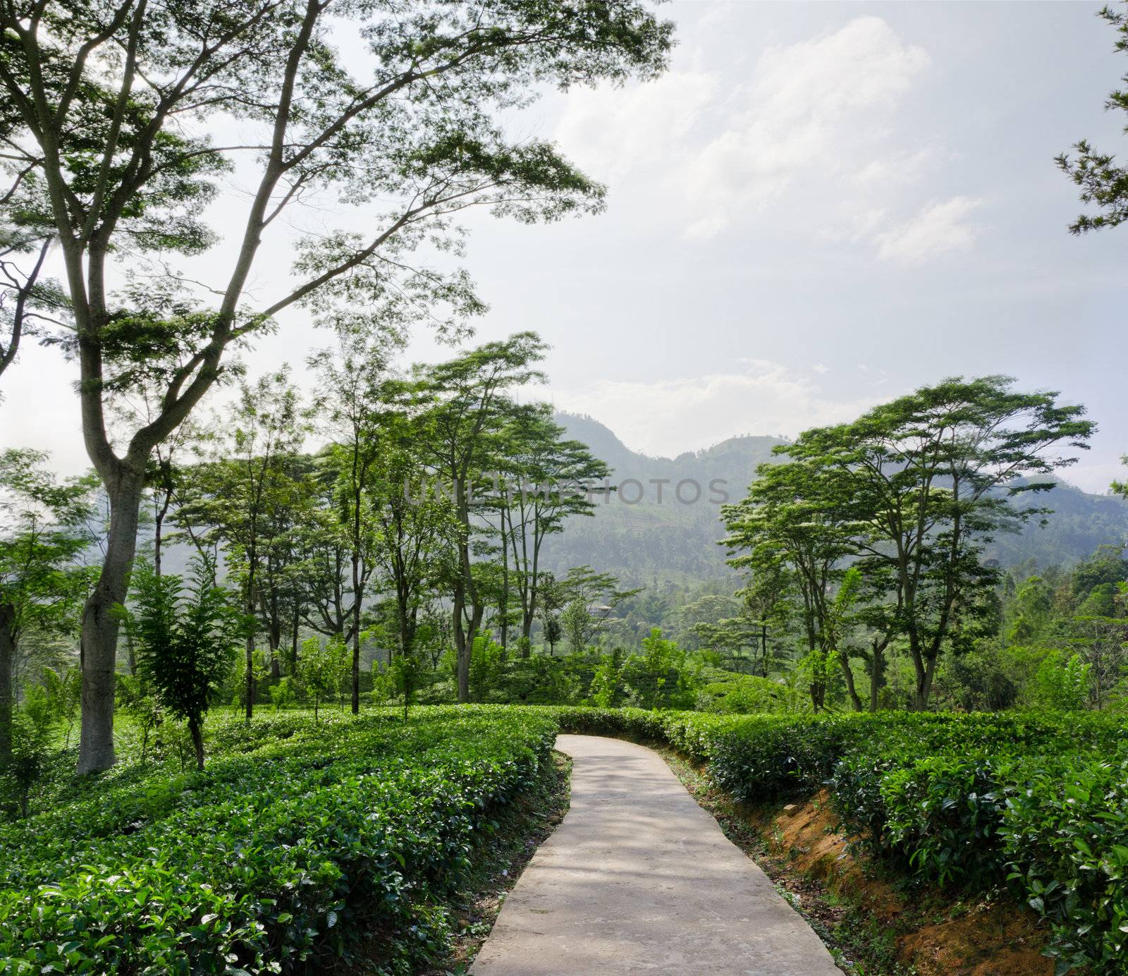 Landscape with a tea plantation emerald green in the early morning in the mountains of Sri Lanka