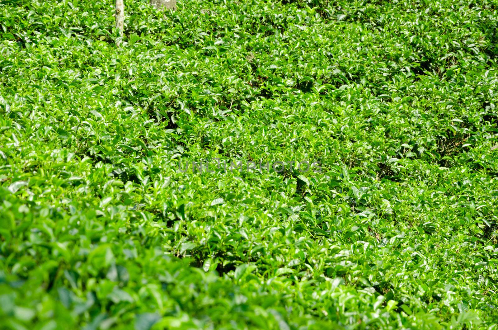 Close-up leaves of tea plantation emerald green in the early morning in the mountains of Sri Lanka