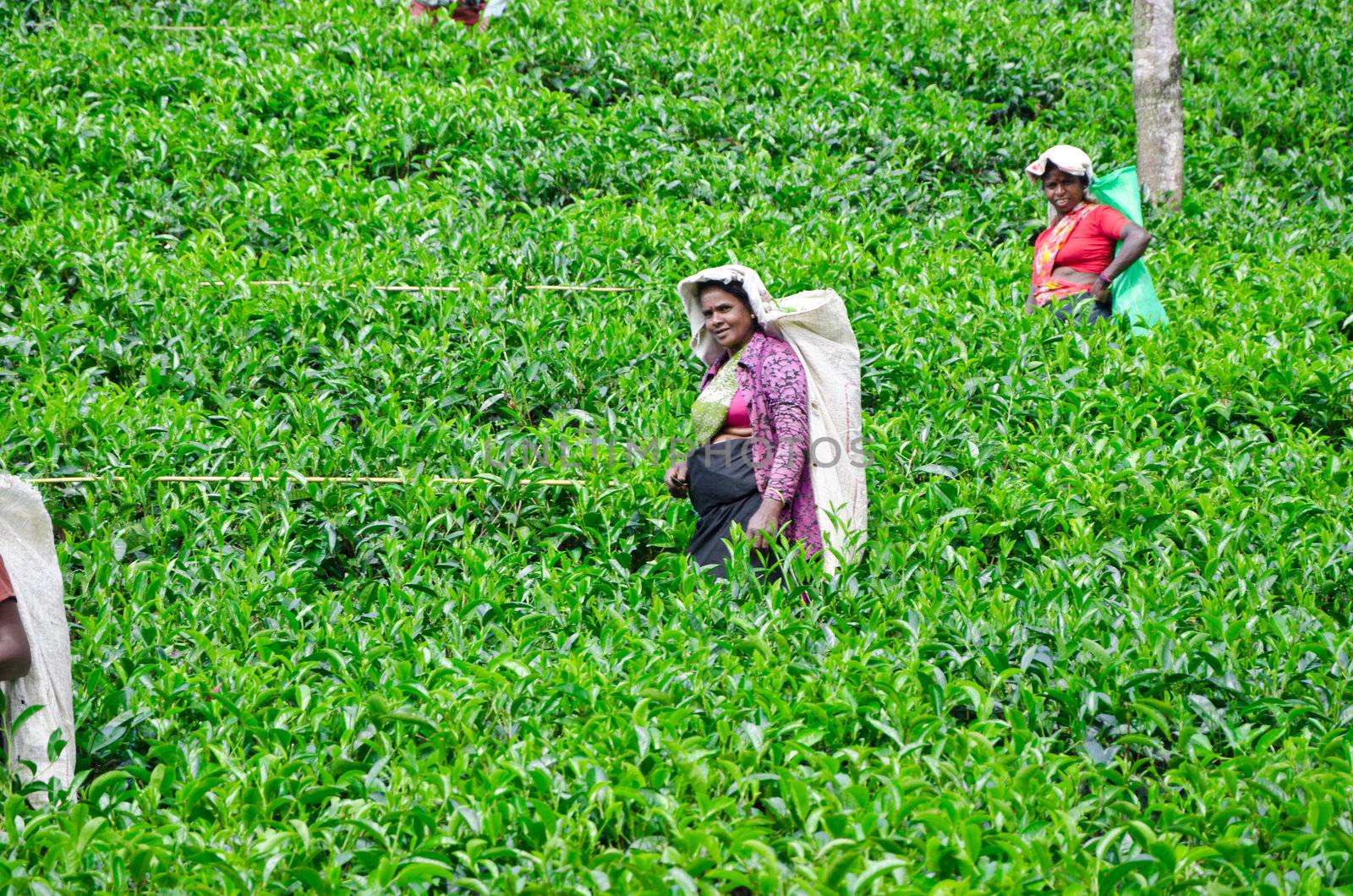 NEAR MOUNT PIDURUTALAGALA, SRI LANKA, DECEMBER 8, 2011. Tea pickers working on tea plantations near Mount Pidurutalagala, Sri Lanka, December 8, 2011.