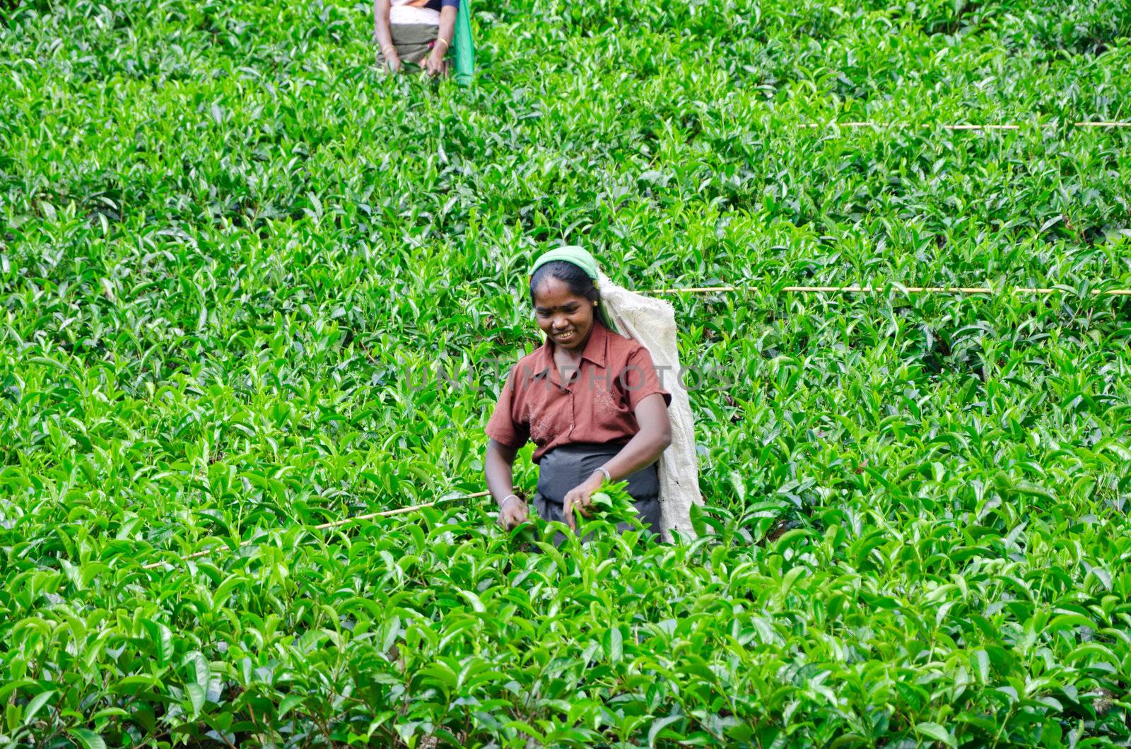 NEAR MOUNT PIDURUTALAGALA, SRI LANKA, DECEMBER 8, 2011. Tea pickers working on tea plantations near Mount Pidurutalagala, Sri Lanka, December 8, 2011.