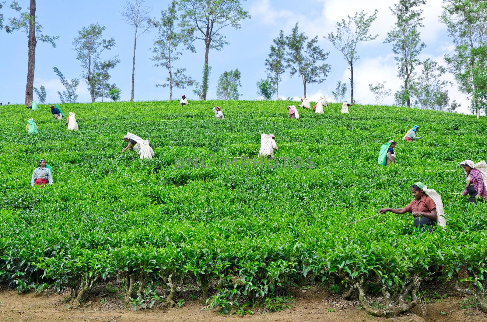 NEAR MOUNT PIDURUTALAGALA, SRI LANKA, DECEMBER 8, 2011. Tea pickers working on tea plantations near Mount Pidurutalagala, Sri Lanka, December 8, 2011.
