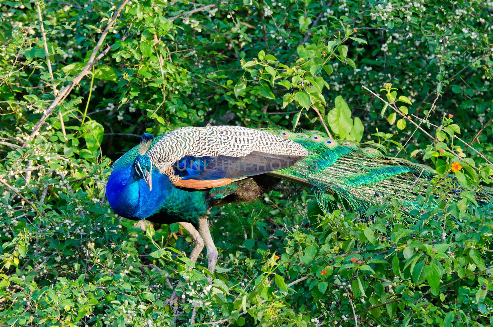 Pavo cristatus by Sergieiev