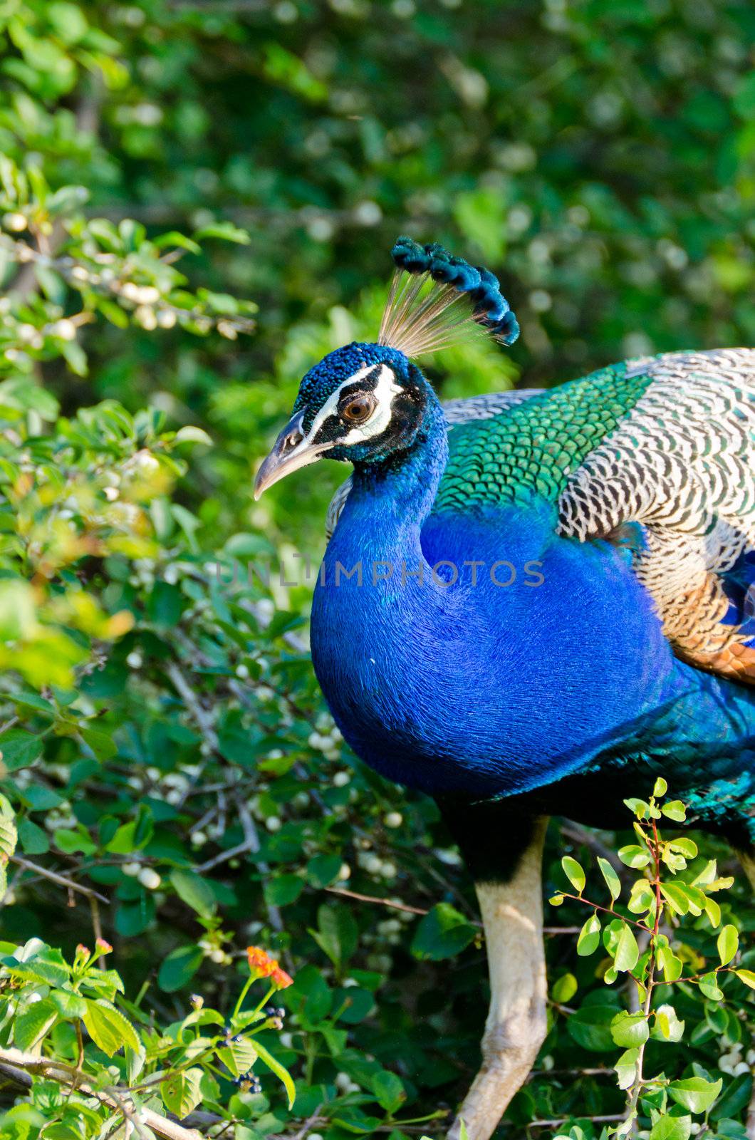 wild peacock in Yala National Park (Sri Lanka)