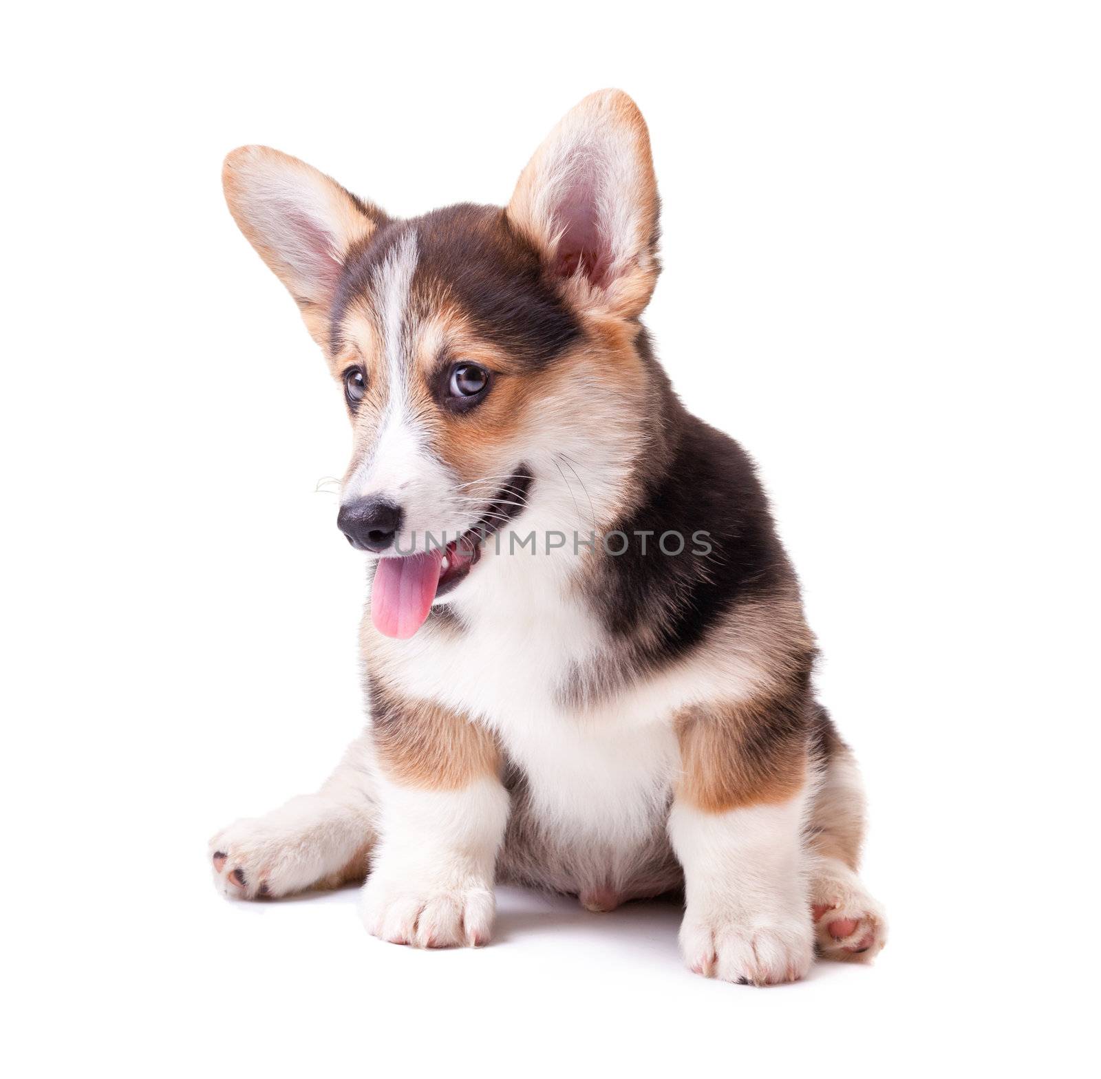 puppy dog breed Welsh Corgi, Pembroke on white