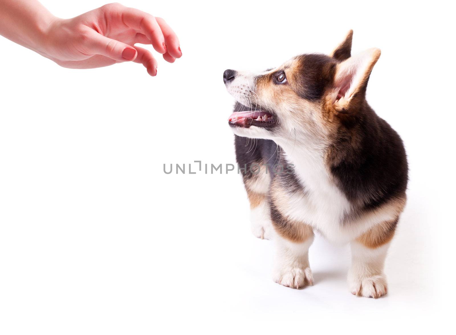 puppy dog breed Welsh Corgi, Pembroke on white