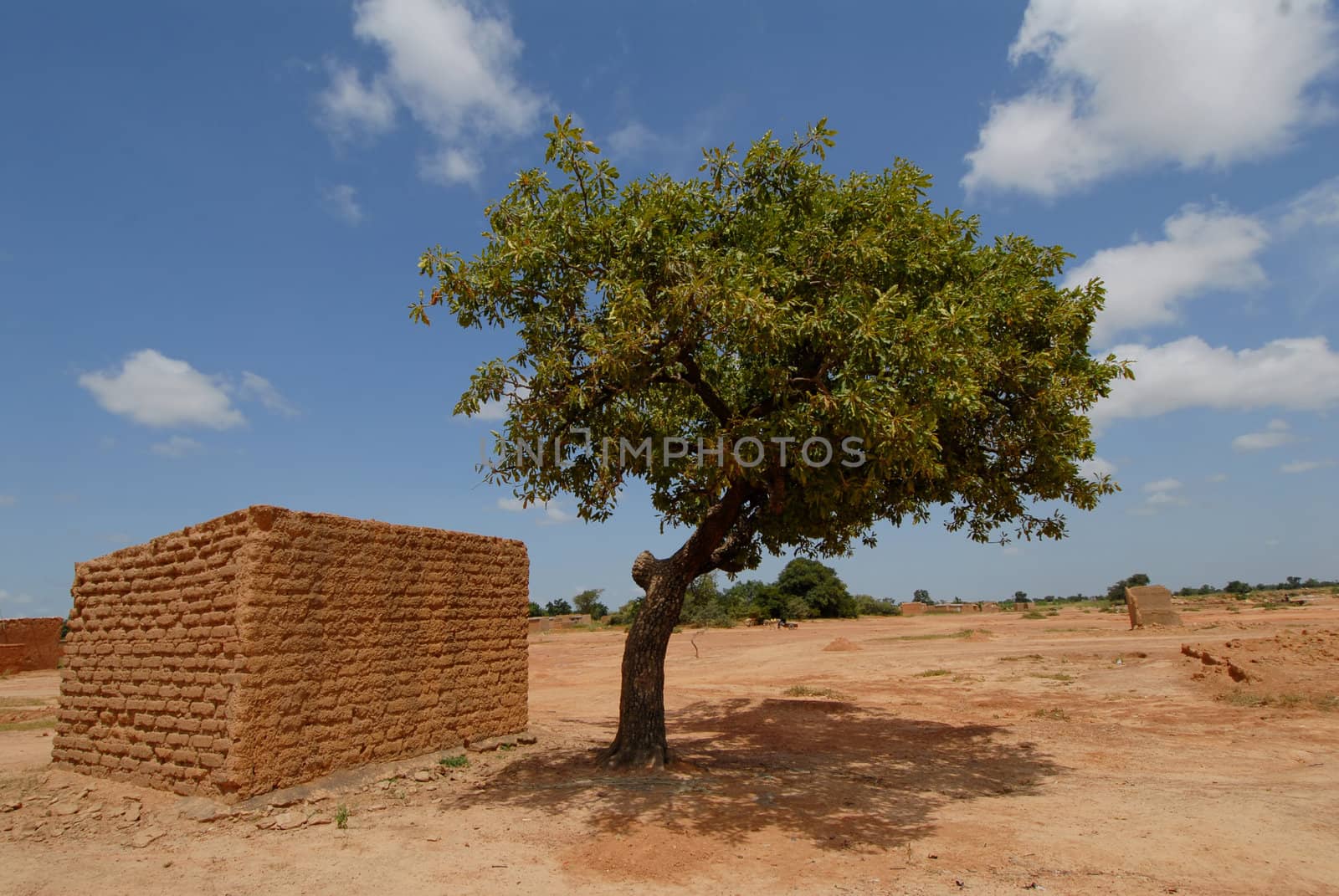 Africa, Burkina Faso shea butter tree