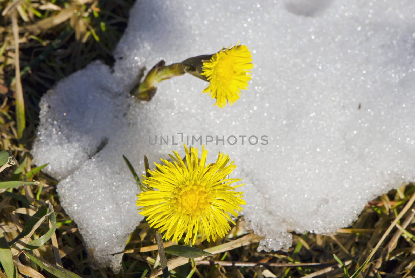 coltsfoot bloom spring snow plant unafraid cold by sauletas