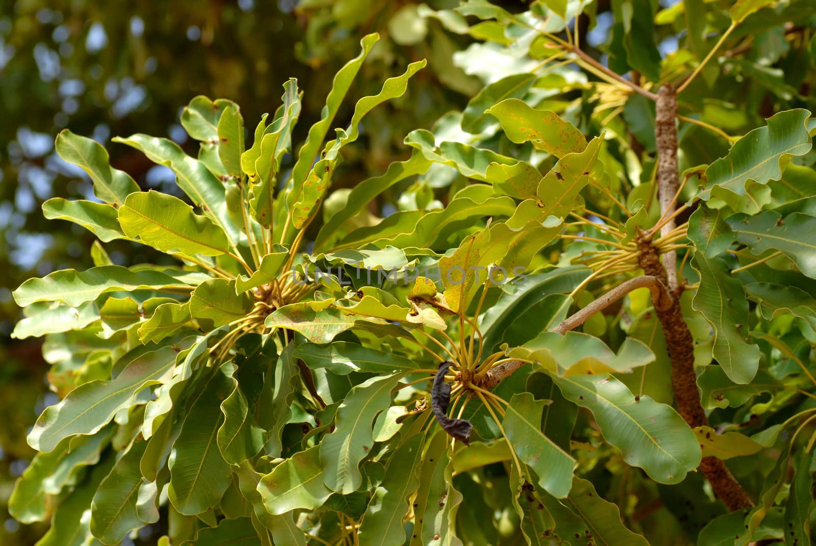 leaves of the shea tree