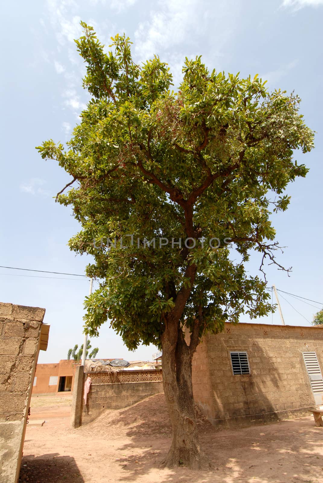 Africa, Burkina Faso shea tree