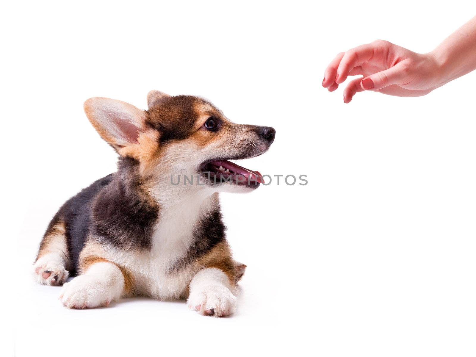 puppy dog breed Welsh Corgi, Pembroke on white