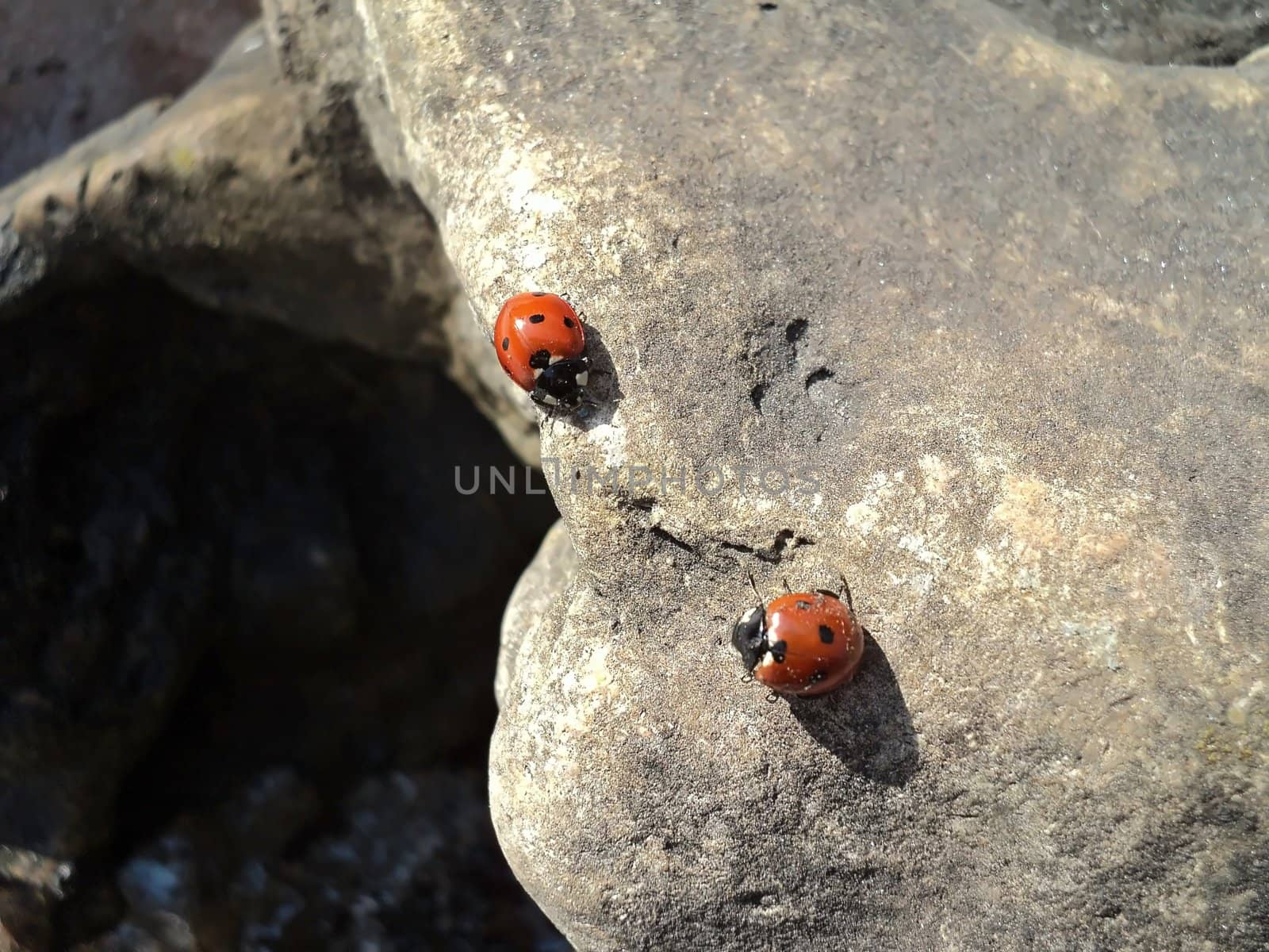 Two Ladybugs on a stone in the spring in a sunny weather