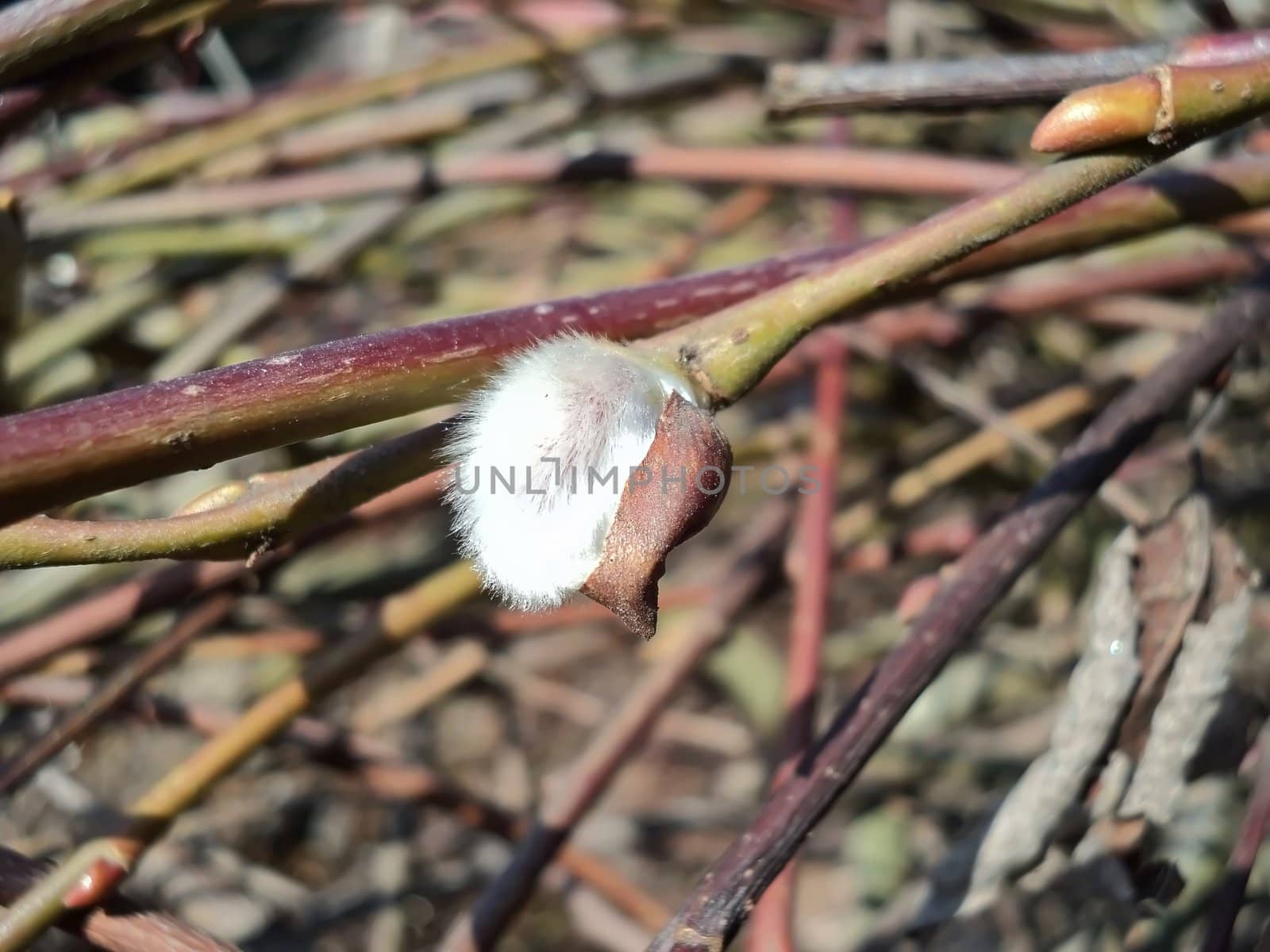 General view of a white kidney on a plant branch in the spring in a sunny weather