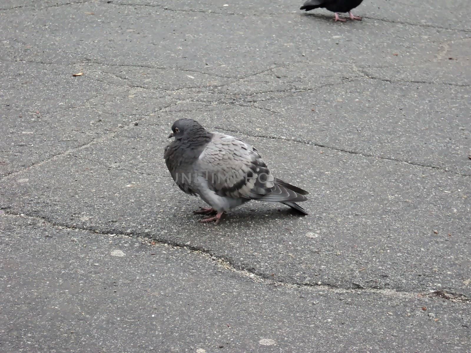 General view of the pigeon being on the asphalted avenue in the autumn